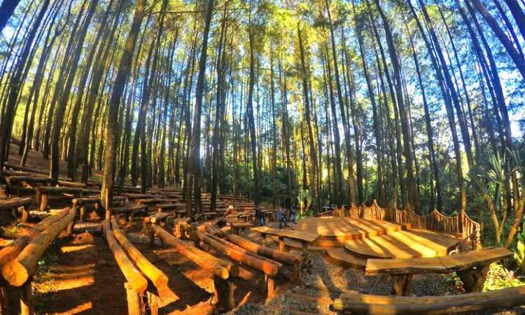 Hutan Pinus Mangunan, Sumber: jogjaprov.go.id
