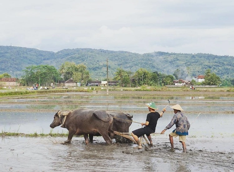 Desa Wisata Kebonagung, Sumber: rentalmobiljogja.id