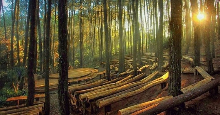 Hutan pinus imogiri, Sumber: visitingjogja.jogjaprov.go.id